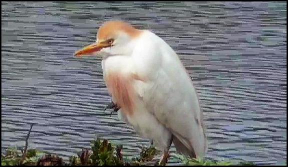 Cattle Egret 310717