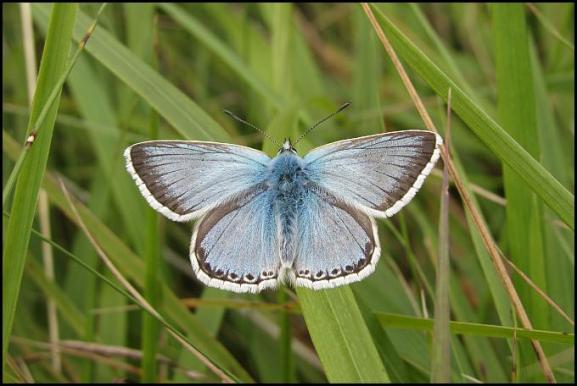 Chalkhill Blue 300717