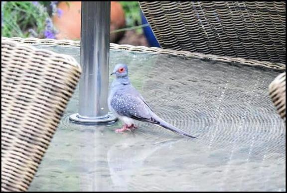 Diamond Dove 110717