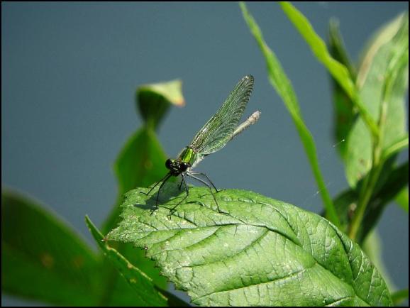 Emerald Damselfly 250717