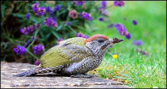 Green Woodpecker 120717
