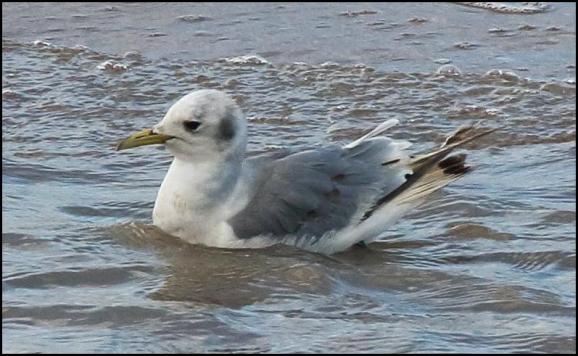 Kittiwake 270717