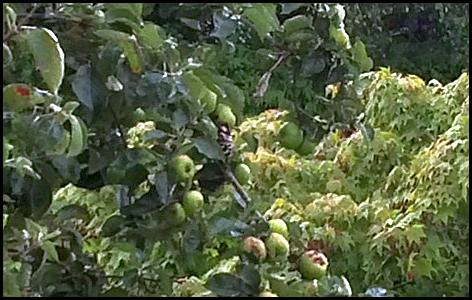 Lesser Spotted Woodpecker 220717