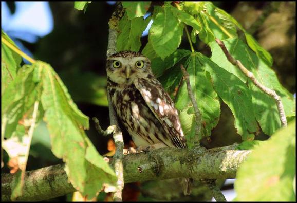 Little Owl 020717