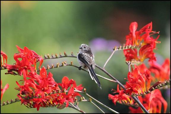 Long-tailed Tit 090717