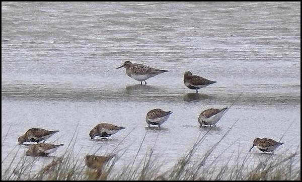 Pectoral Sandpiper 270717