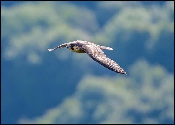 Peregrine 080717
