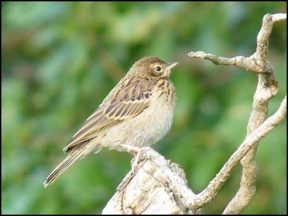 Tree Pipit 040717
