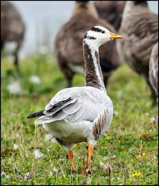 Bar-headed Goose 230817