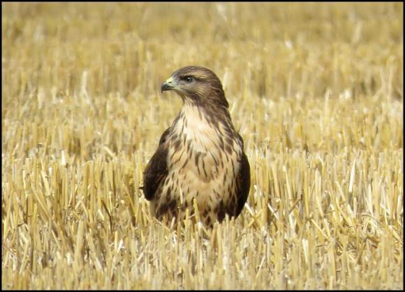 Buzzard 040817