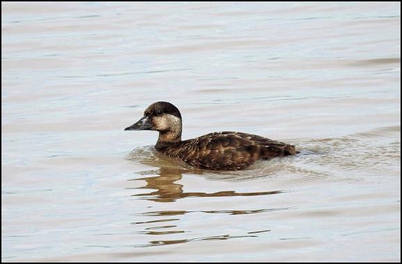 Common Scoter 280817