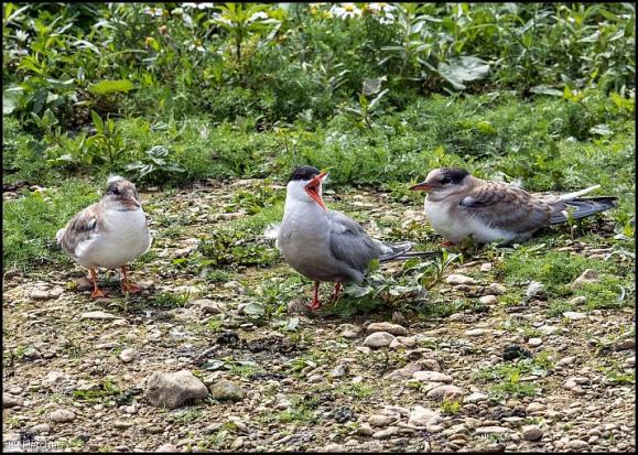 Common Terns 040817