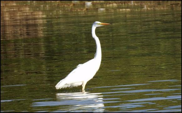 Great White Egret 280817