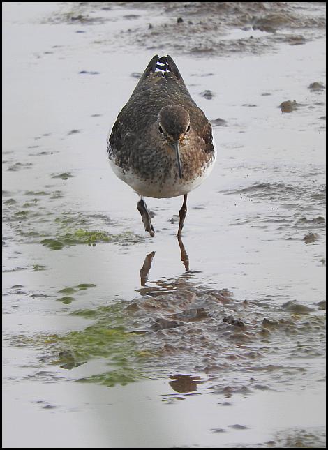 Green Sandpiper 080817