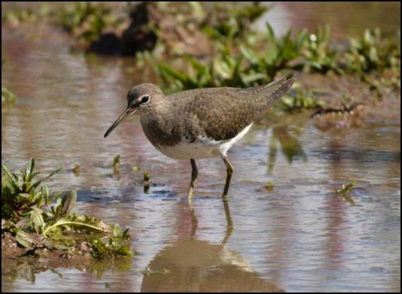 Green Sandpiper 310817