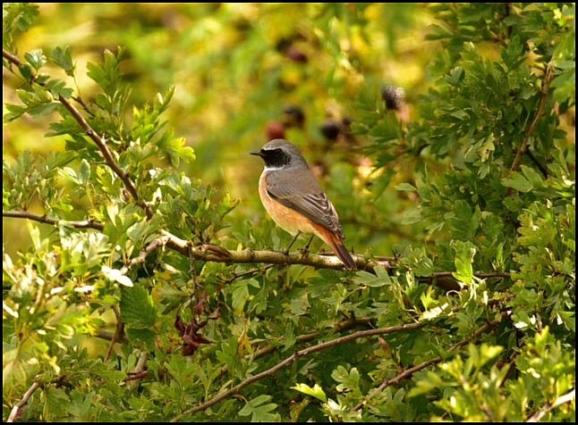 Redstart 230817