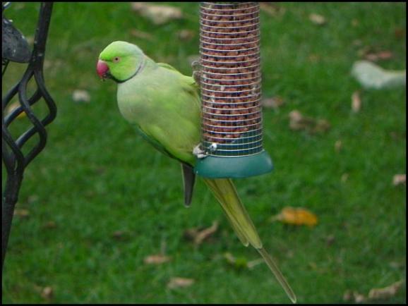 Ring-necked Parakeet 1 290817
