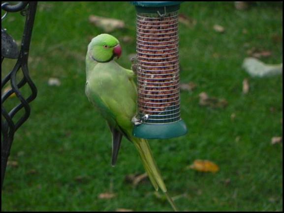 Ring-necked Parakeet 2 290817
