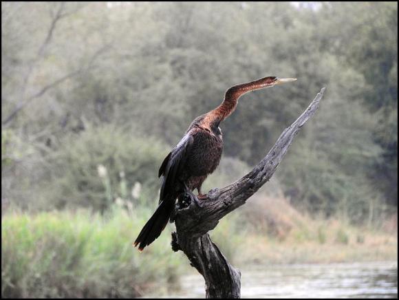 SA African Darter