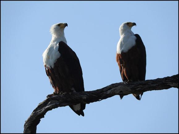 SA African Fish Eagles