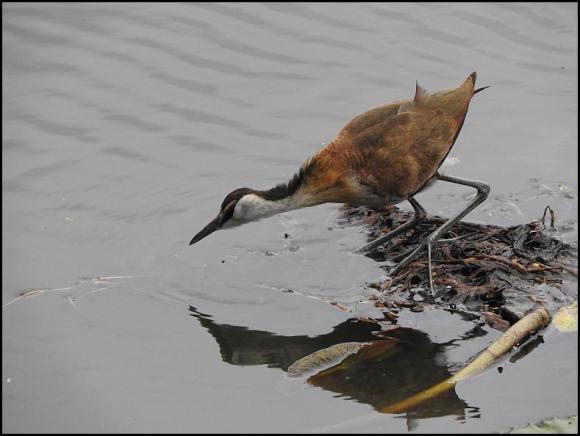 SA African Jacana