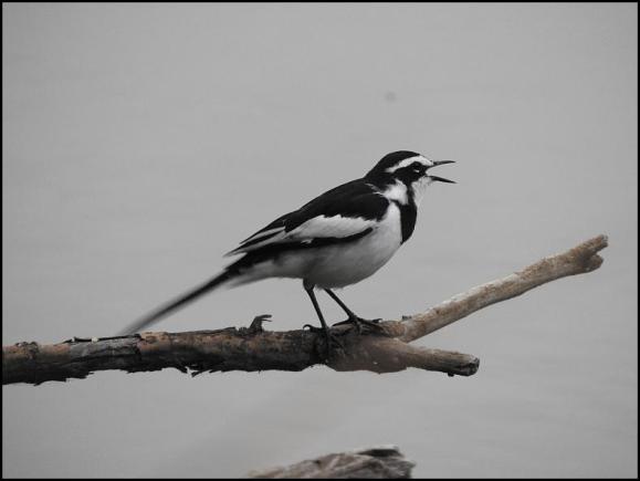 SA African Pied Wagtail