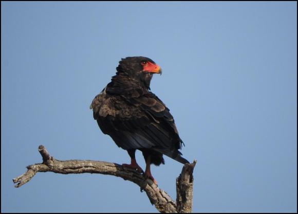 SA Bateleur