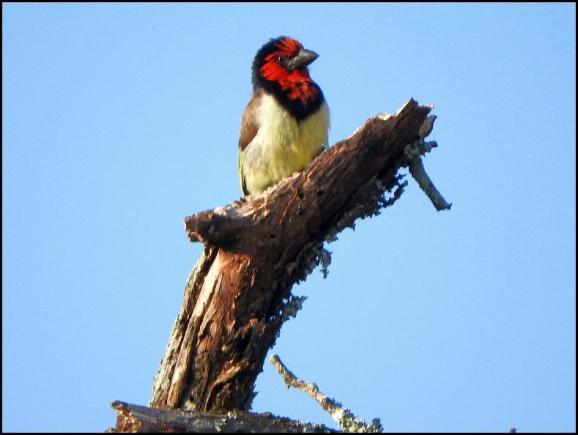SA Black-collared Barbet
