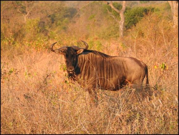 SA Blue Wildebeest 2