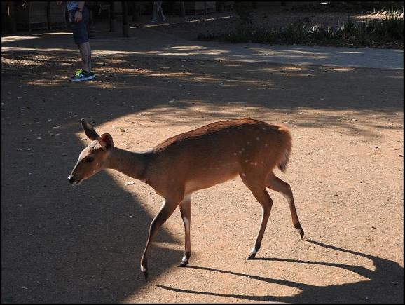 SA Bushbuck