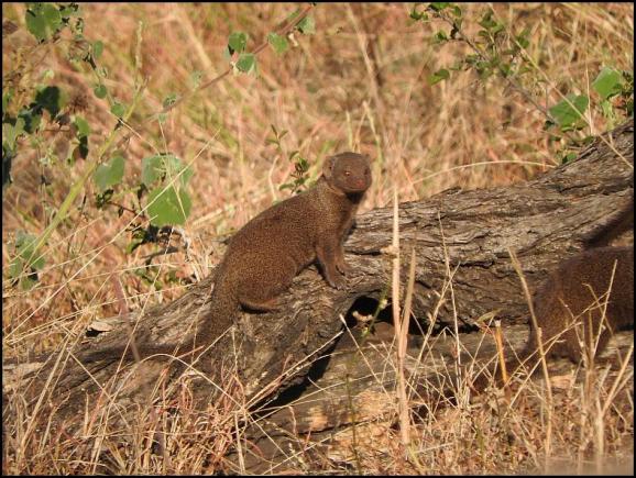 SA Dwarf Mongoose