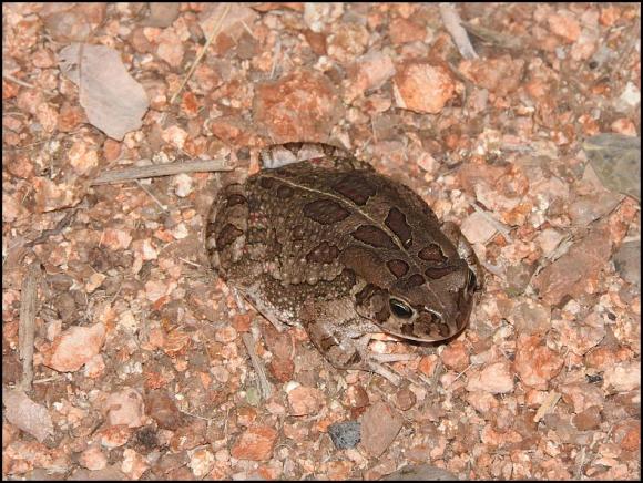SA Eastern Olive Toad