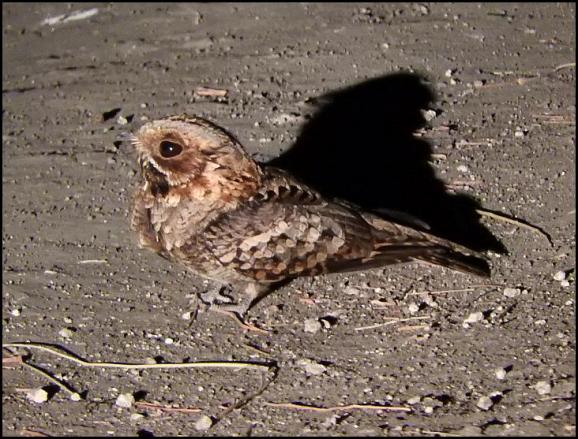 SA Fiery-necked Nightjar