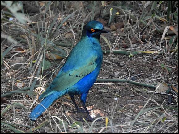 SA Greater Blue-eared Starling