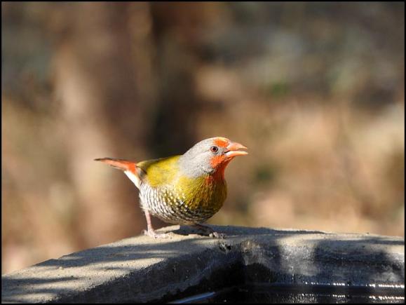 SA Green-winged Pytilia
