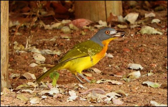SA Grey-headed Bush Shrike