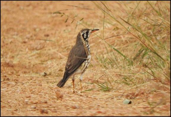 SA Groundscraper Thrush