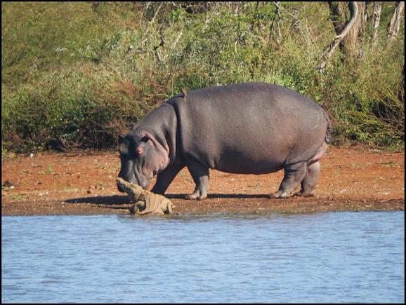 SA Hippo & Croc