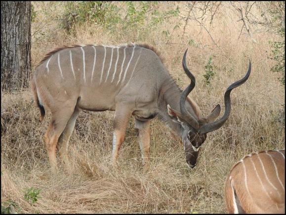 SA Kudu