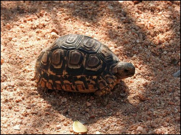 SA Leopard Tortoise