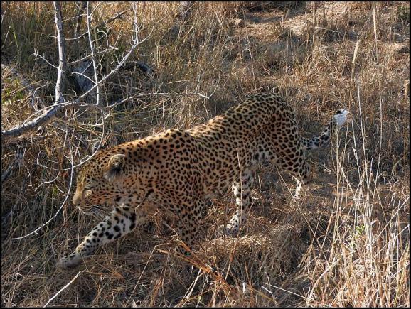 SA Leopard White Dam 1