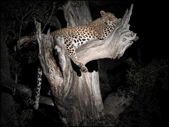 SA Leopard White Dam 2