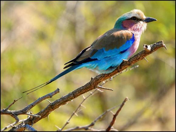 SA Lilac-breasted Roller