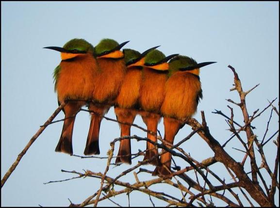 SA Little Bee-eaters