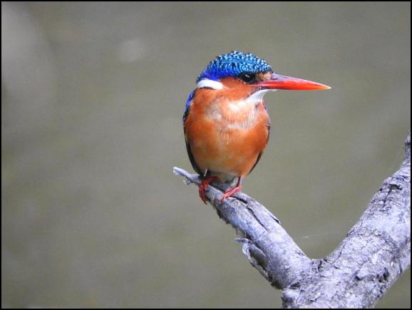 SA Malachite Kingfisher