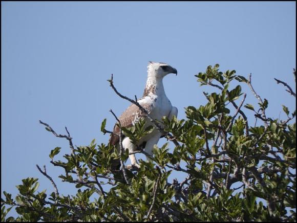 SA Martial Eagle juv