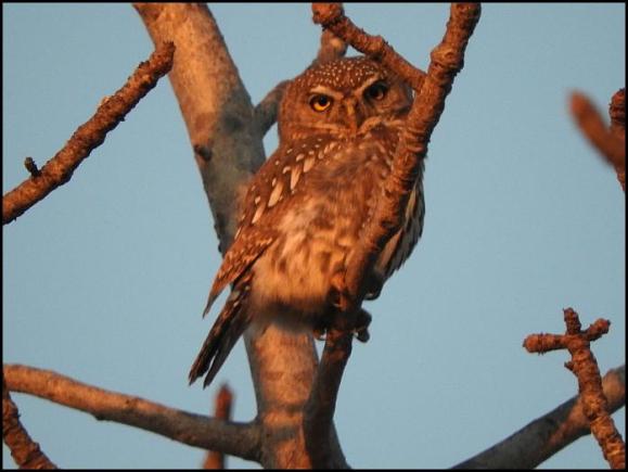 SA Pearl-spotted Owlet