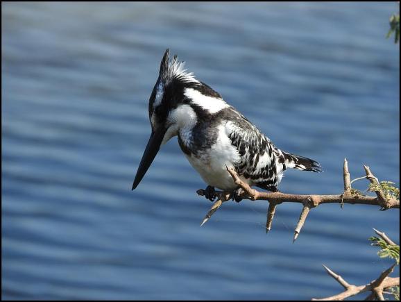 SA Pied Kingfisher