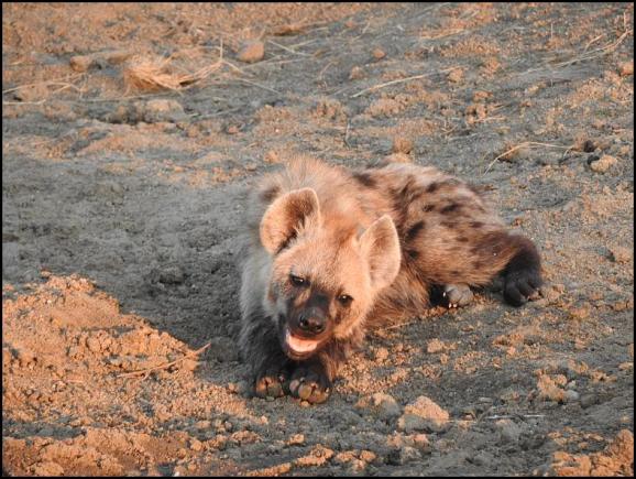 SA Spotted Hyena
