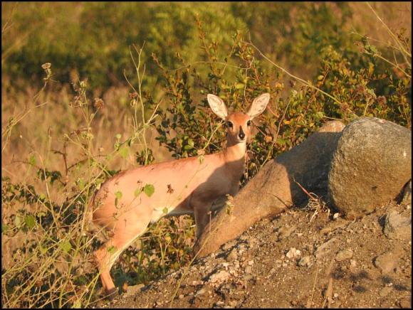 SA Steenbok